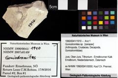 Foto (Objket + Etiketten) von Cracensigillatus acutirostris (Moericke, 1889) 